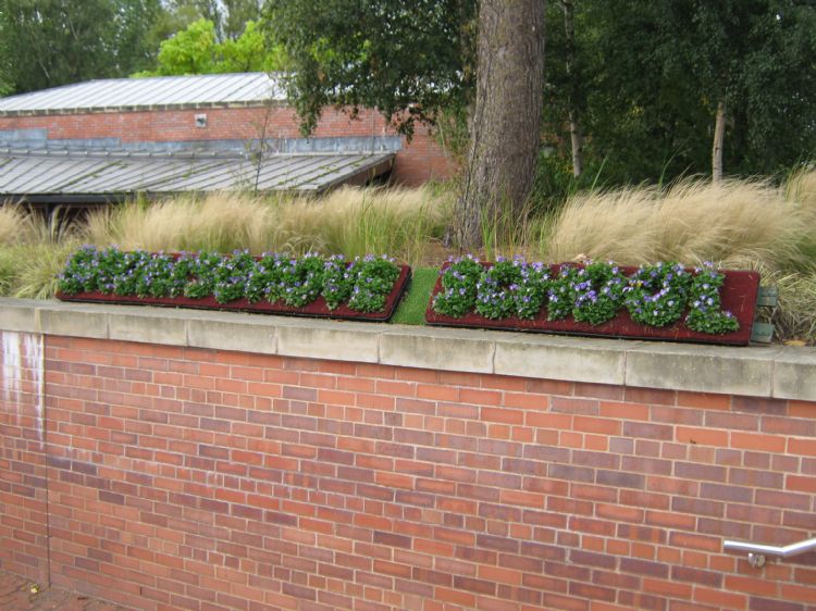 Bromsgrove School in Bloom