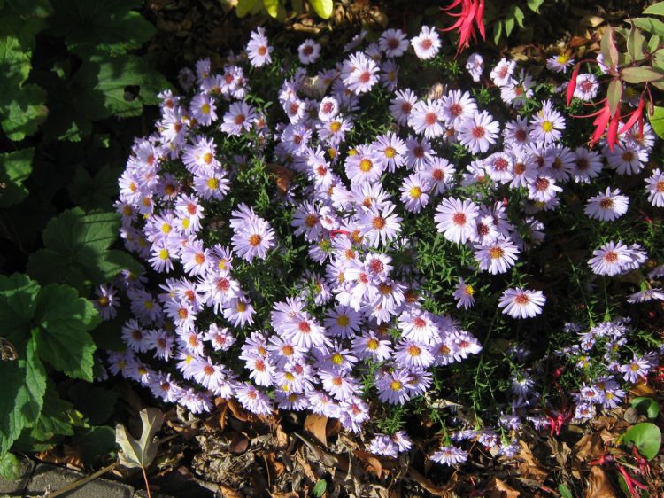 Flowers in full bloom