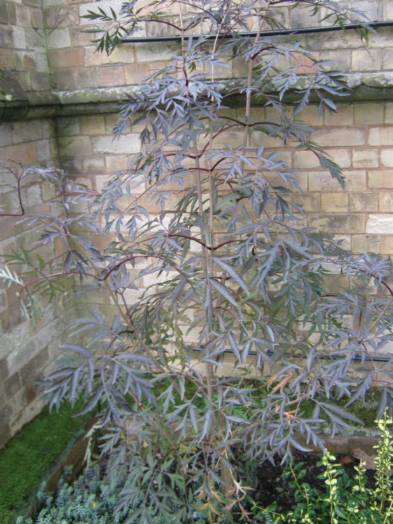 Planting outside the Old Chapel