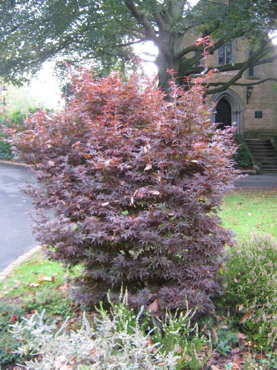 The gardens close to the Old Chapel